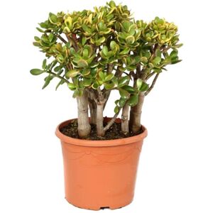 Plant in a Box Crassula ovata 'Sunset' XL - Stueplante - Sukkulent - ⌀30cm - Højde 55-60 cm