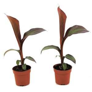 Plant in a Box Ensete ventricosum Maurelli - sæt af 2 - banantræ - ø9cm - Højde 20-30 cm