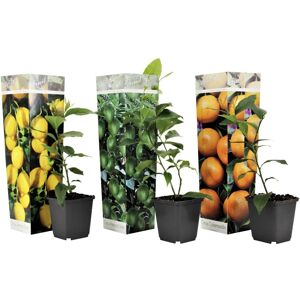 Plant in a Box Citrus planter - Blanding af 3 - Citron, Lime, Appelsin - ø9cm - Højde 25-40cm