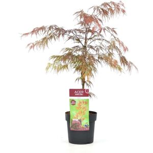 Plant in a Box Japansk Ahorntræ - Acer palmatum 'Granat' - ø19cm - Højde 60-70cm