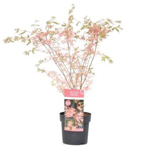 Plant in a Box Japansk Ahorntræ - Acer palmatum 'Taylor' - Træ - ø19cm - Højde 50-60 cm