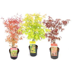 Plant in a Box Japansk Ahorntræ - Acer palmatum - Sæt med 3 - ø19cm - Højde 60-70cm