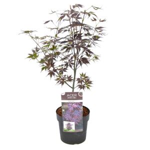 Plant in a Box Acer palmatum 'Black Lace' - Japansk Ahorntræ - ⌀19cm - Højde 60-70 cm