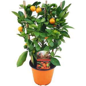 Plant in a Box Citrus Calamondin på stativ - Mini mandarin - ⌀14cm - Højde 25-40cm