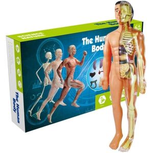 Toyz Land 3D Human Body Torso Model Educational Assembly Lære DIY Legetøj