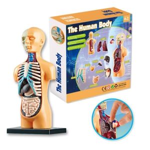 NSF 3D Menneske Krop Torso Model Uddannelsesmæssigt Montage Læring Gør det selv legetøj