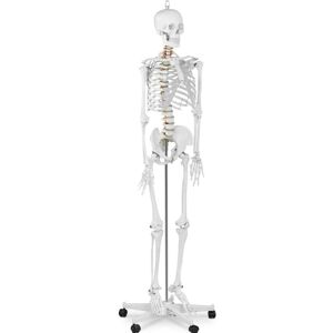 physa Skeletmodel PHY-SK-1 - naturlig størrelse