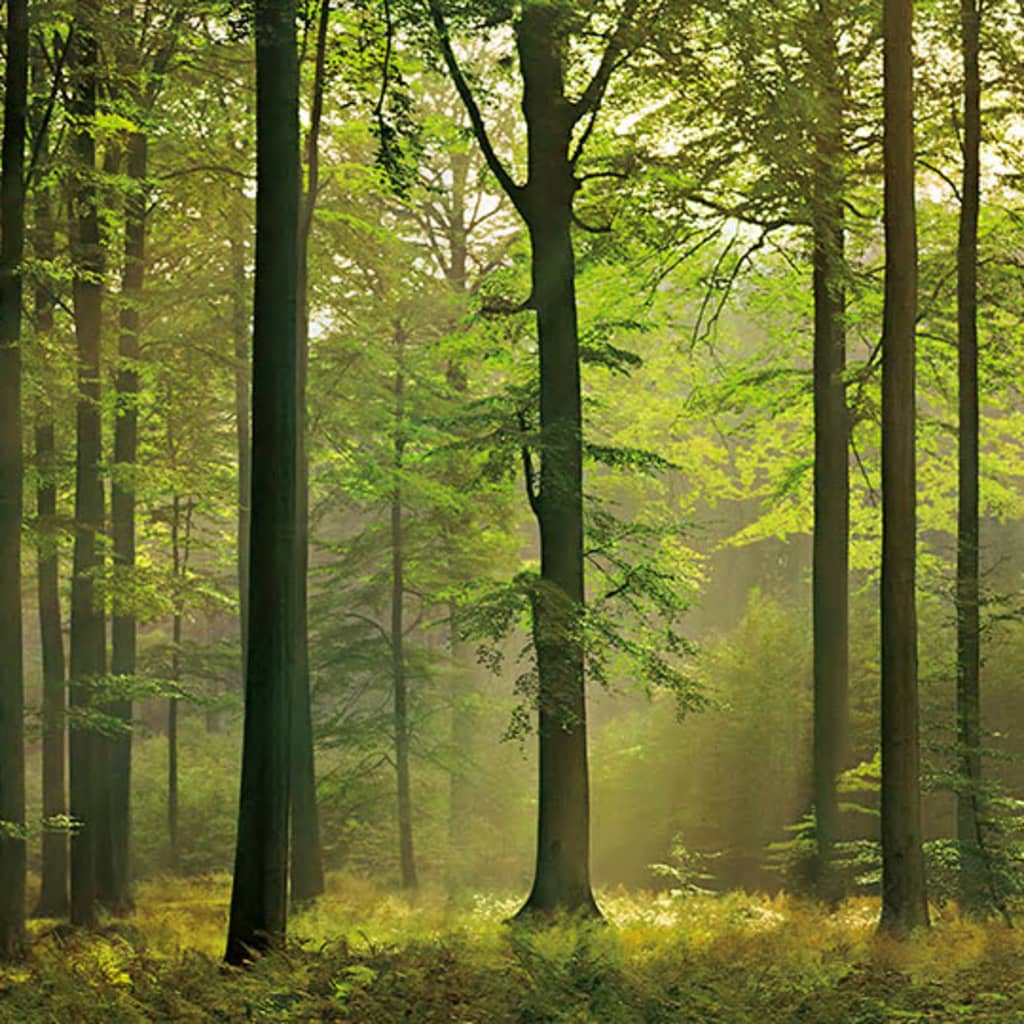 W&G W&G fototapet Autumn Forest 00216 W&G W&G fototapet Autumn Forest 00216