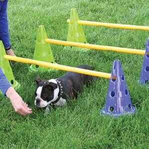 FitPAWS agility-sæt til hunde Canine Gym