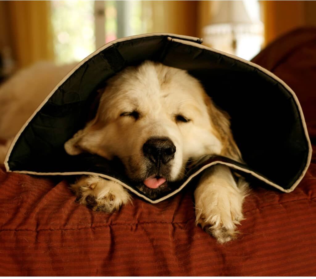 All Four Paws e-halskrave Comfy Cone XS 11 cm sort All Four Paws e-halskrave Comfy Cone XS 11 cm sort