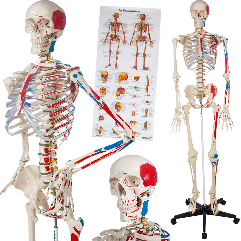 tectake Anatomisk skelet med markering af muskler og knogler - hvid tectake Anatomisk skelet med markering af muskler og knogler - hvid