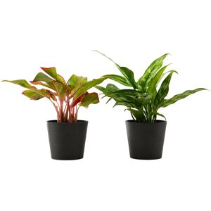 Flowy Planta de interior - Dúo Aglaonema 25cm en maceta negra 