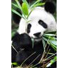 Hexoa Cuadro de mirada de panda impresión sobre lienzo 60x90cm