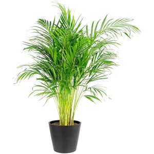 Flowy Planta de interior - Palmera Areca 120cm en maceta negra 