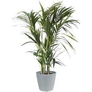 Flowy Planta de interior - Palmera Kentia 120cm en maceta azul gris