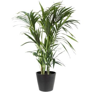 Flowy Planta de interior - Palmera Kentia 120cm en maceta negra 