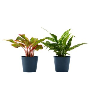 Flowy Planta de interior - Dúo Aglaonema 25cm en maceta azul