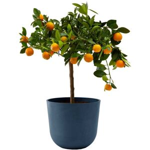 Flowy Planta de interior - Calamondina 75cm en maceta azul