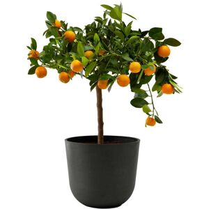 Flowy Planta de interior - Calamondina 75cm en maceta negra 