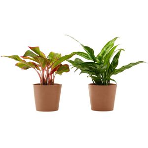 Flowy Planta de interior - Dúo Aglaonema 25cm en maceta terra 