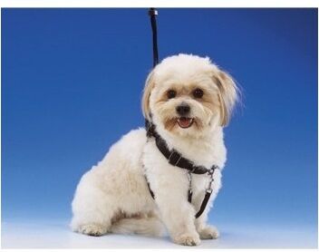 Complementos Talla L Arnes Sencillo De Paseo Easy Walker (Cuello 40-60 Cm) Complementos Talla L Arnes Sencillo De Paseo Easy Walker (Cuello 40-60 Cm)