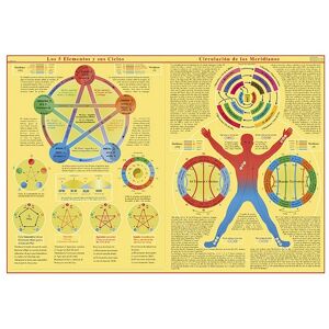 Lámina de los cinco elementos y sus ciclos: Circulación de los meridianos
