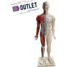 Modelo anatómico de cuerpo humano masculino 85 cm - OUTLET