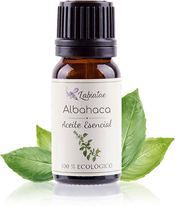 Labiatae Aceite Esencial Ecológico de Albahaca