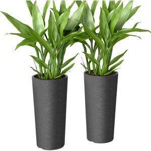 Outsunny Lote de 2 macetas apilables, jardineras altas de plástico, cubeta interior y orificios de drenaje, Ø35x60cm, gris Aosom España Outsunny Lote de 2 macetas apilables, jardineras altas de plástico, cubeta interior y orificios de drenaje, Ø35x60cm, gris Aosom España