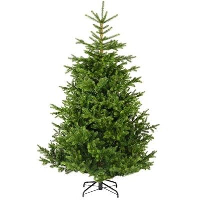 Kaemingk - Nordmann Árbol De Navidad H240ø165cm Pe+pvc Kaemingk - Nordmann Árbol De Navidad H240ø165cm Pe+pvc
