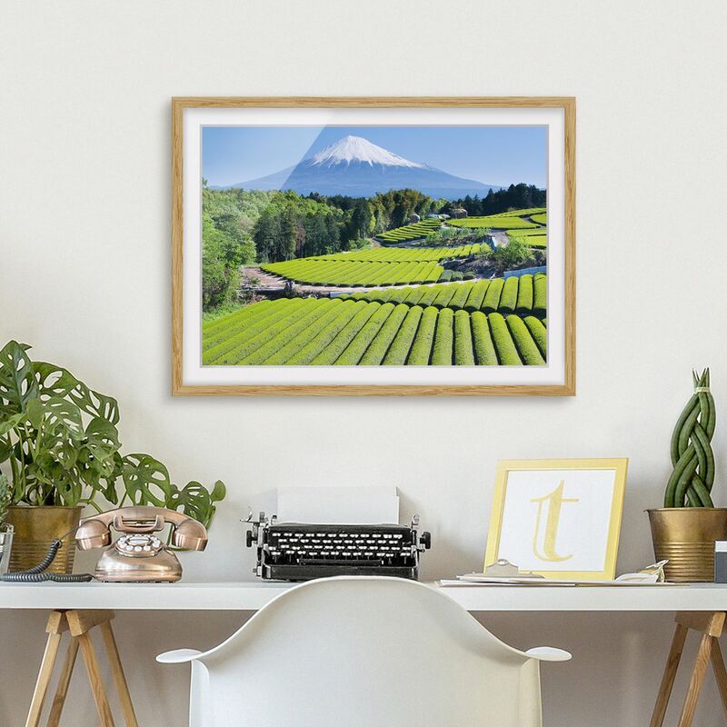 Micasia - Póster enmarcado - Tea Fields In Front Of The Fuji Dimensión LxA: 30cm x 40cm, Marco: Roble