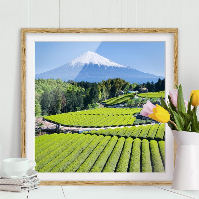 Micasia - Póster enmarcado - Tea Fields In Front Of The Fuji Dimensión LxA: 30cm x 30cm, Marco: Roble