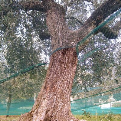 BRIXO Red Olivo Reforzada Y Ojal Tejido Antiespina Verde 85 Gr/m² - Medida 6x6 Mt BRIXO Red Olivo Reforzada Y Ojal Tejido Antiespina Verde 85 Gr/m² - Medida 6x6 Mt
