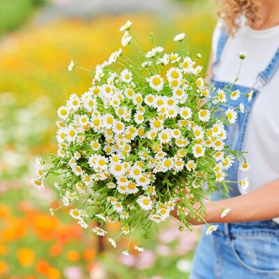 AULEDIO Semillas De Pequeñas Margaritas Blancas 10000 – Floración Abundante – Adecuado Para Jardín, Balcón Y Macetas – Decoración De Jardín Exterior AULEDIO Semillas De Pequeñas Margaritas Blancas 10000 – Floración Abundante – Adecuado Para Jardín, Balcón Y Macetas – Decoración De Jardín Exterior