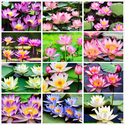 AULEDIO 600 Uds. Semillas Plantas Acuáticas – Nenúfar Loto Estanque Jardín AULEDIO 600 Uds. Semillas Plantas Acuáticas – Nenúfar Loto Estanque Jardín