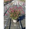 Hortishop - Gaura de hoja roja en maceta gris de 2,5Litros