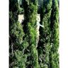 Planta de Cipres Cupressus Estricta O Totem. Longevo y Crecimiento R�pido. 150 Cm