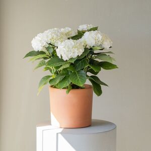 Plantas a Domicilio - Hortensia Blanca - COLVIN