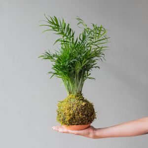 Plantas a Domicilio - Kokedama Palmera - Bola de musgo - COLVIN