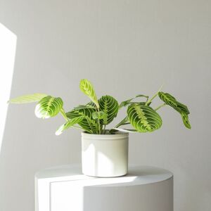 Plantas a Domicilio - Maranta Lemon Lime - COLVIN