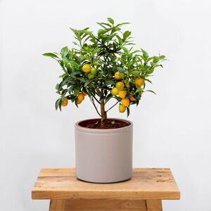 Plantas a Domicilio - Kumquat - Origen local - COLVIN