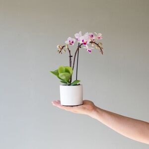 Plantas a Domicilio - Orquídea Alice con Maceta Gratis - COLVIN