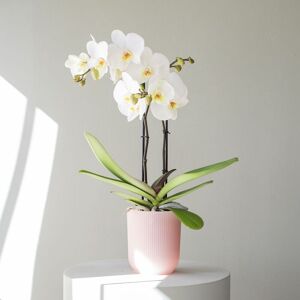 Plantas a Domicilio - Orquidea Blanca - COLVIN