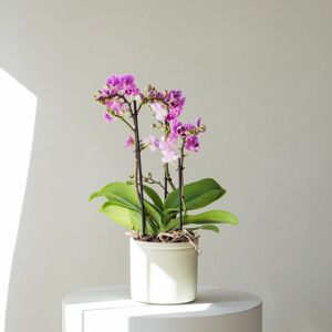 Plantas a Domicilio - Orquídea Violet Queen - COLVIN