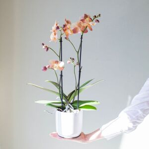 Plantas a Domicilio - Orquídea Mariposa u Orquídea Phalaenopsis Mónaco - COLVIN