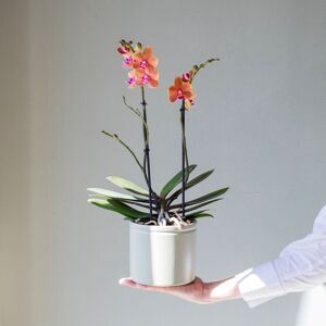 Plantas a Domicilio - Orquídea Paprika Anaranjada - COLVIN