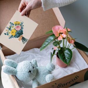 Flores a Domicilio - Pack Mini Anthurium con maceta y peluche Miffy - COLVIN