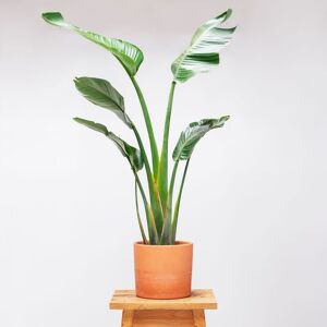 Plantas a Domicilio - Strelitzia Ave del Paraíso - COLVIN