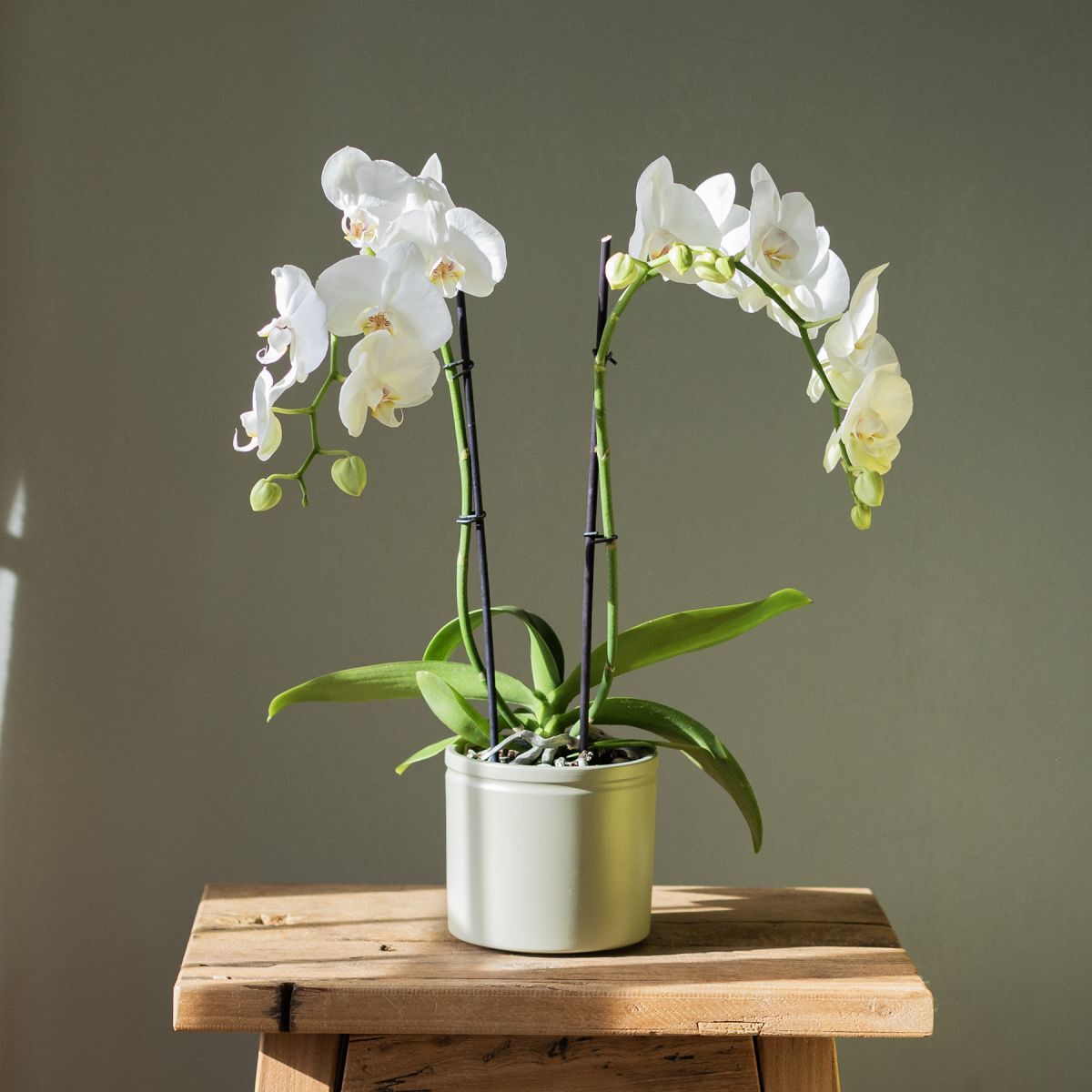 Plantas a Domicilio - Orquidea Blanca - COLVIN