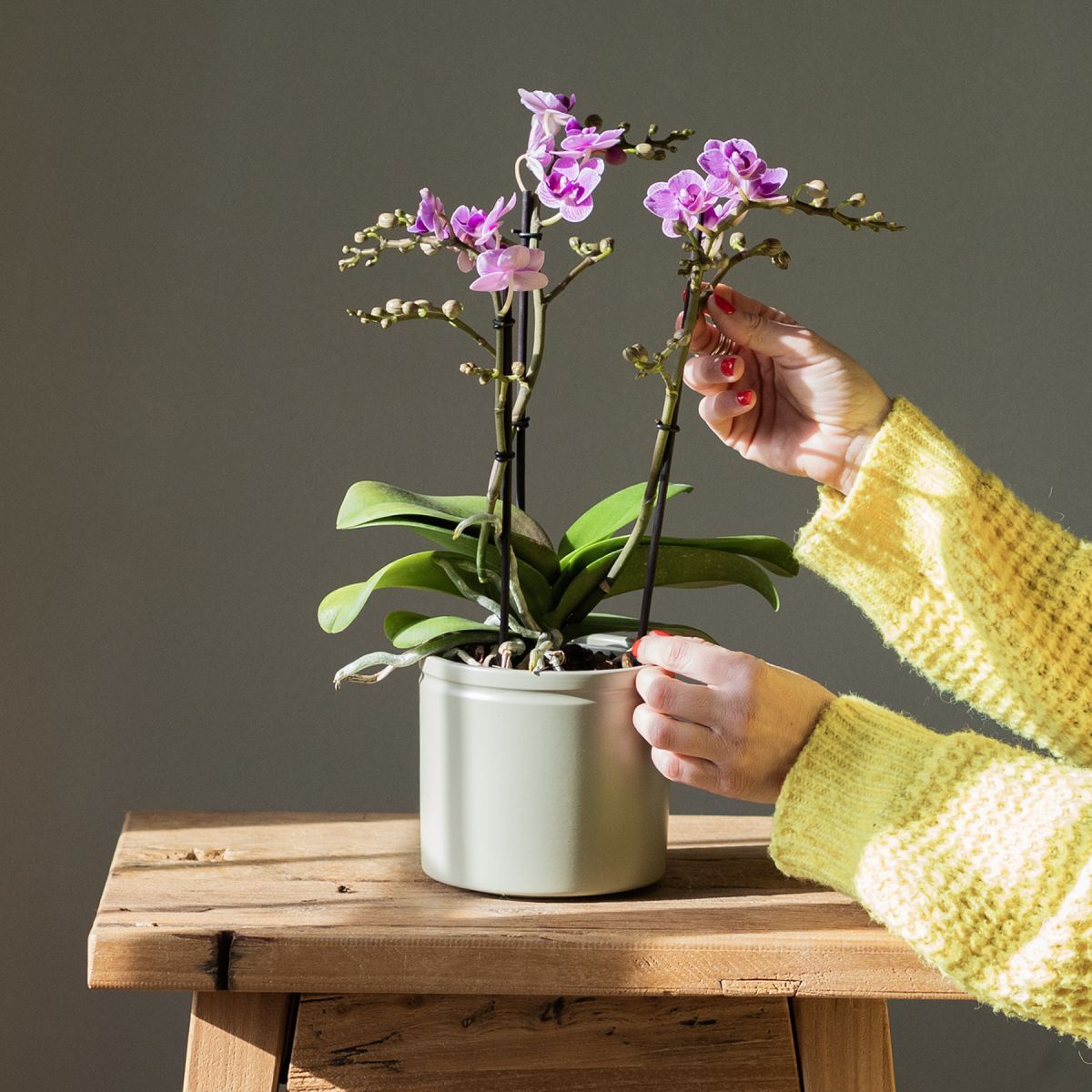 Plantas a Domicilio - Orquídea Violet Queen - COLVIN